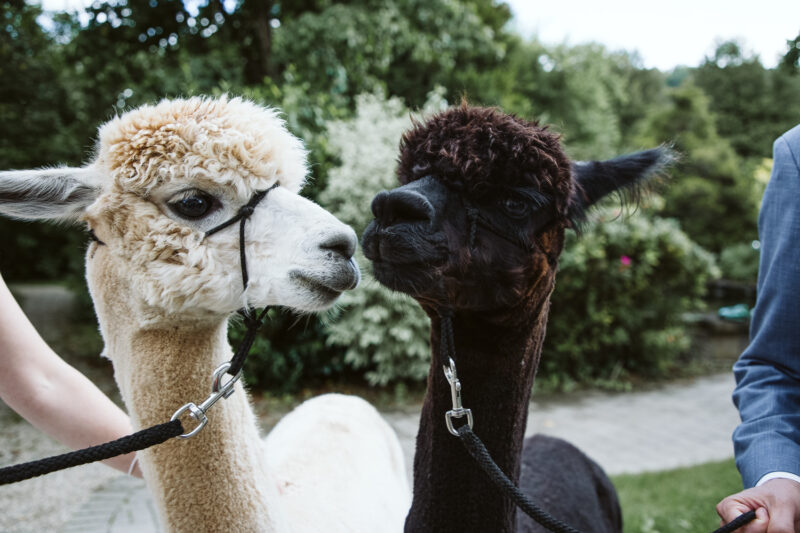 Wedding Couple Shooting